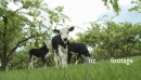 Calves Grazing 1631